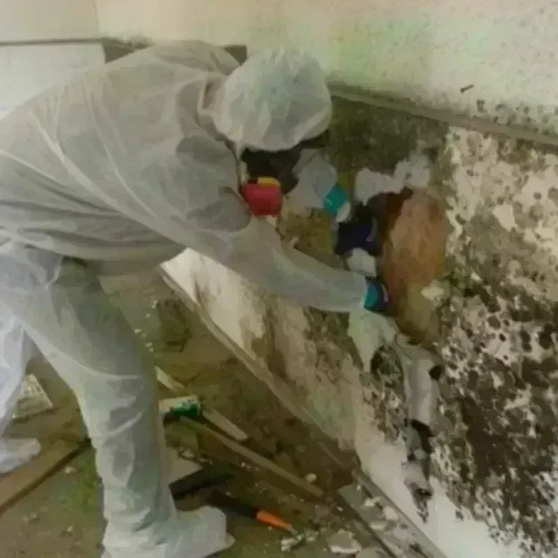 Mold Remediation and Removal in Elwood, UT